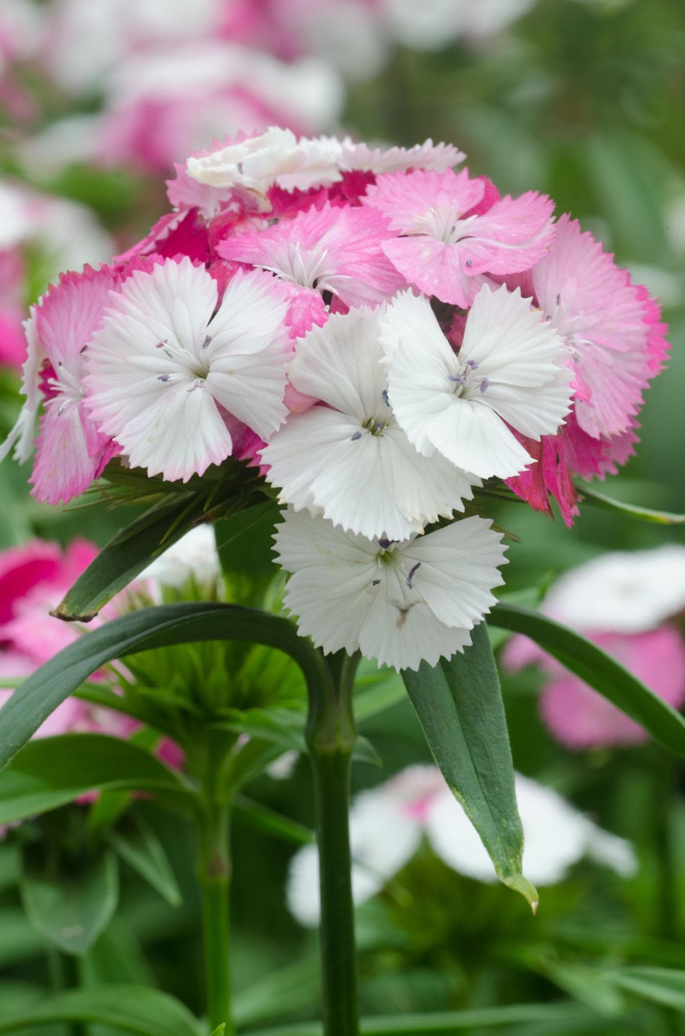 Dianthus baby doll Seeds