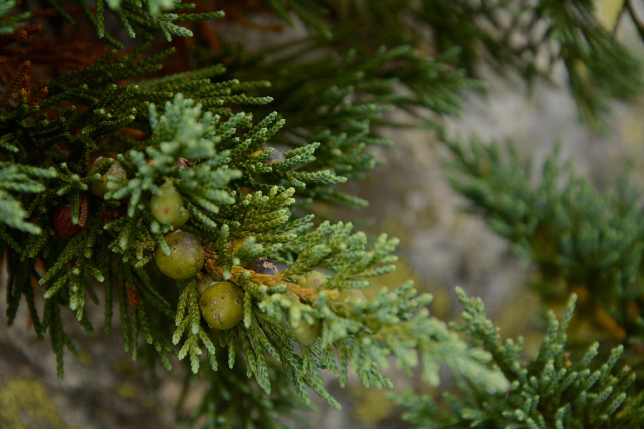 Reference image for Juniperus indica