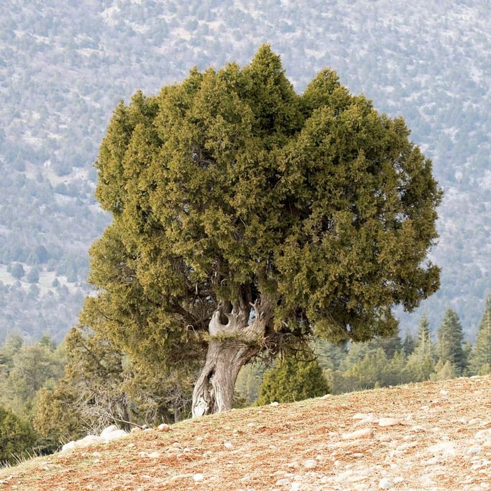 Juniperus indica tree, Himalayan juniper tree, black juniper Seeds