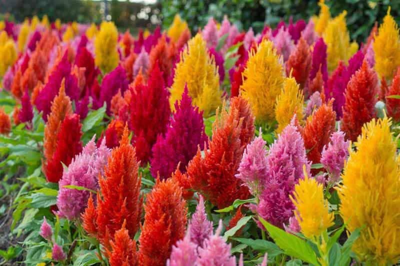 Celosia plumosa Mixed Color - Desi Flower Seeds