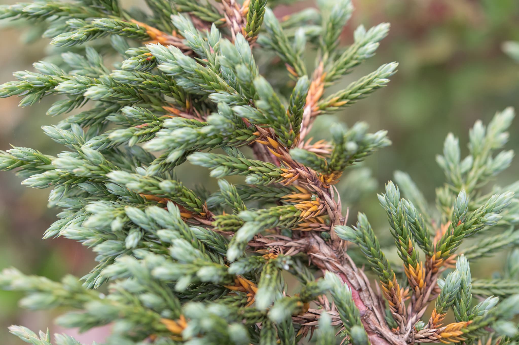 Reference image for Juniperus indica