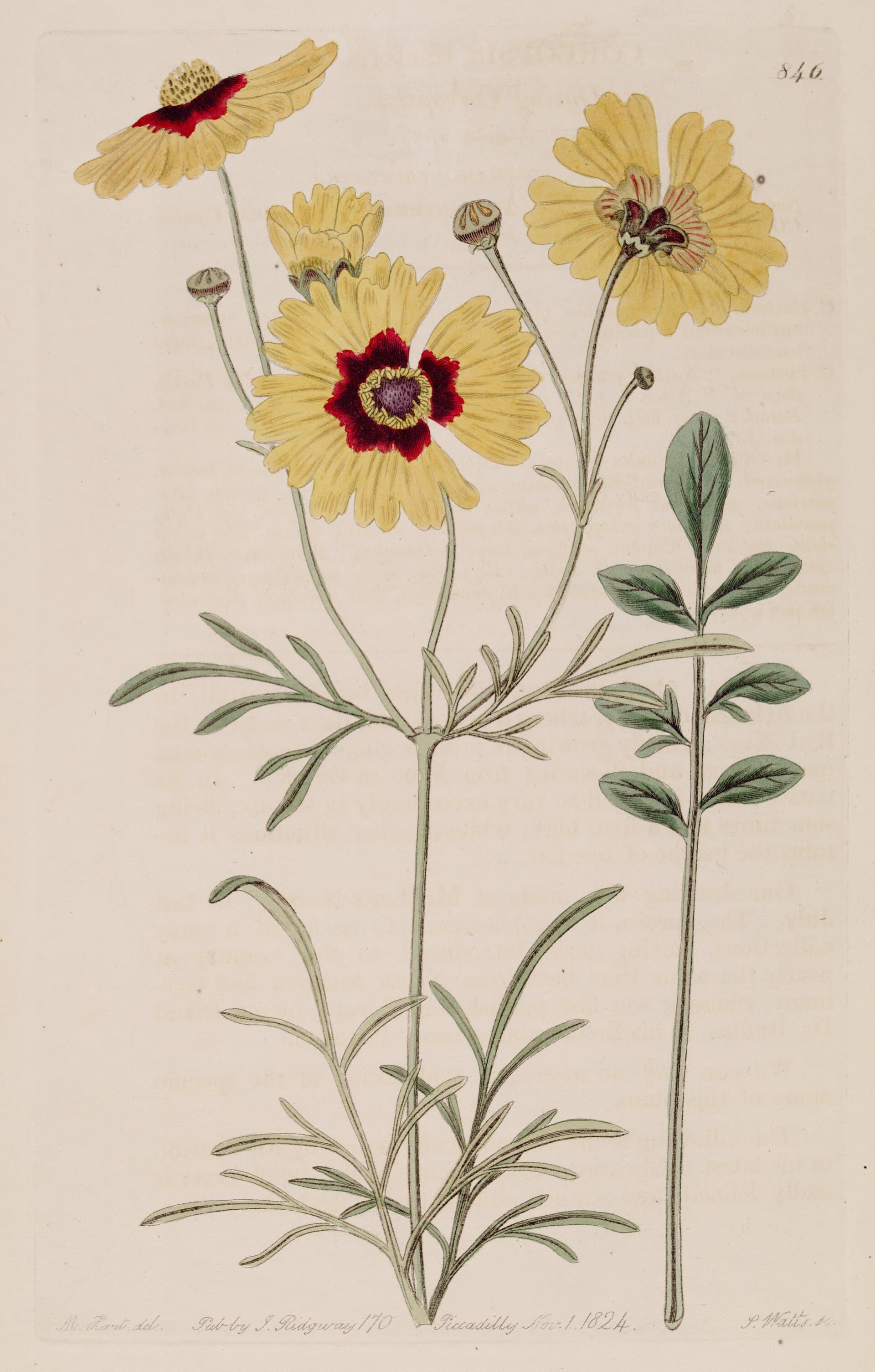 Reference image for Coreopsis tinctoria
