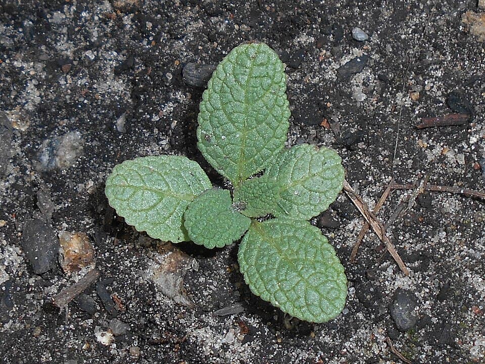 Reference image for Salvia nemorosa