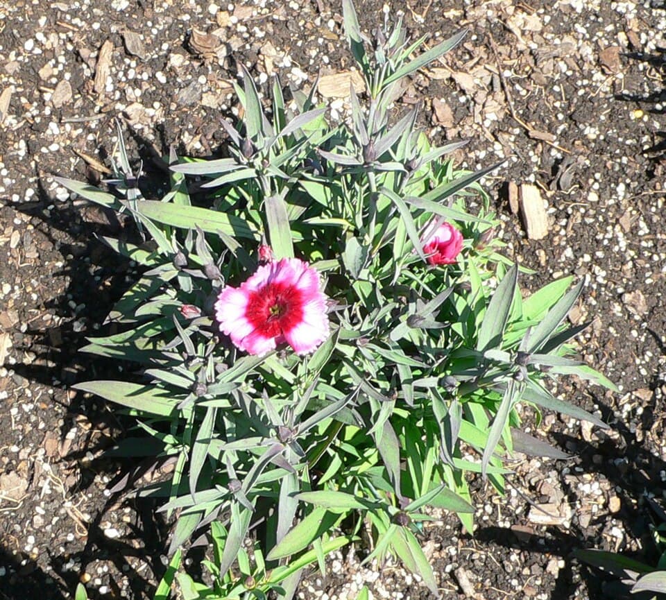 Reference image for Dianthus chinensis