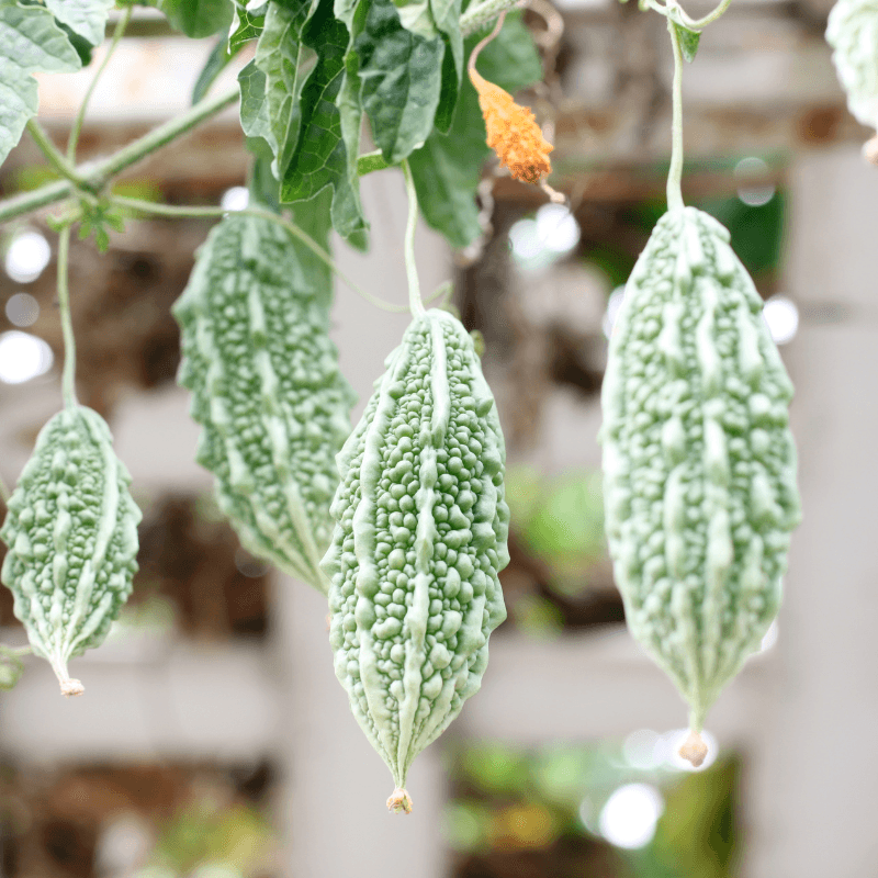Bitter gourd Jaunpuri Seeds