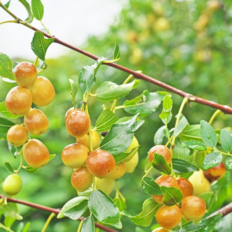 Red date, Chinese date, Ziziphus Seeds — product photo 3