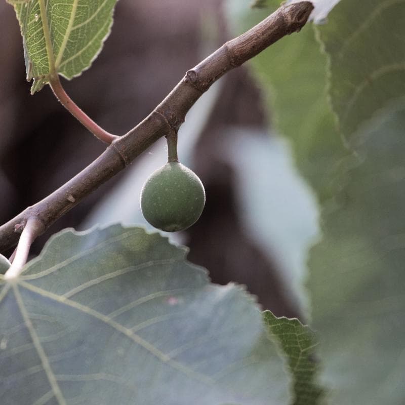 Himalayan Fig, Punjab fig Seeds — product photo 9