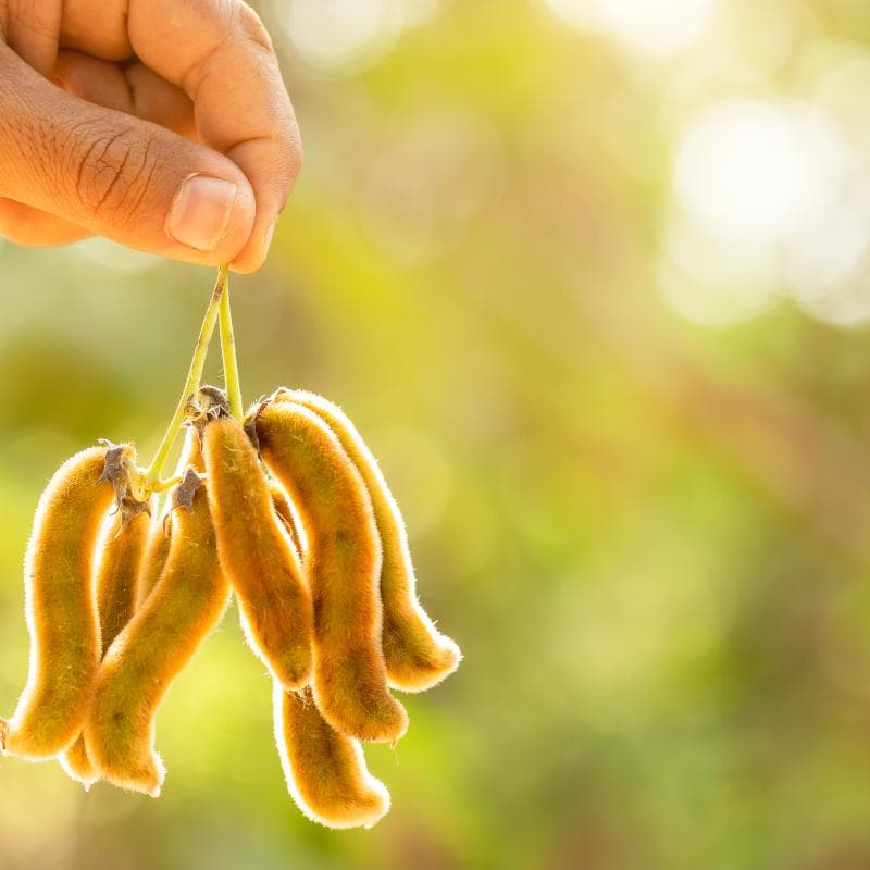Mucuna pruriens, Velvet bean Seeds — product photo 8