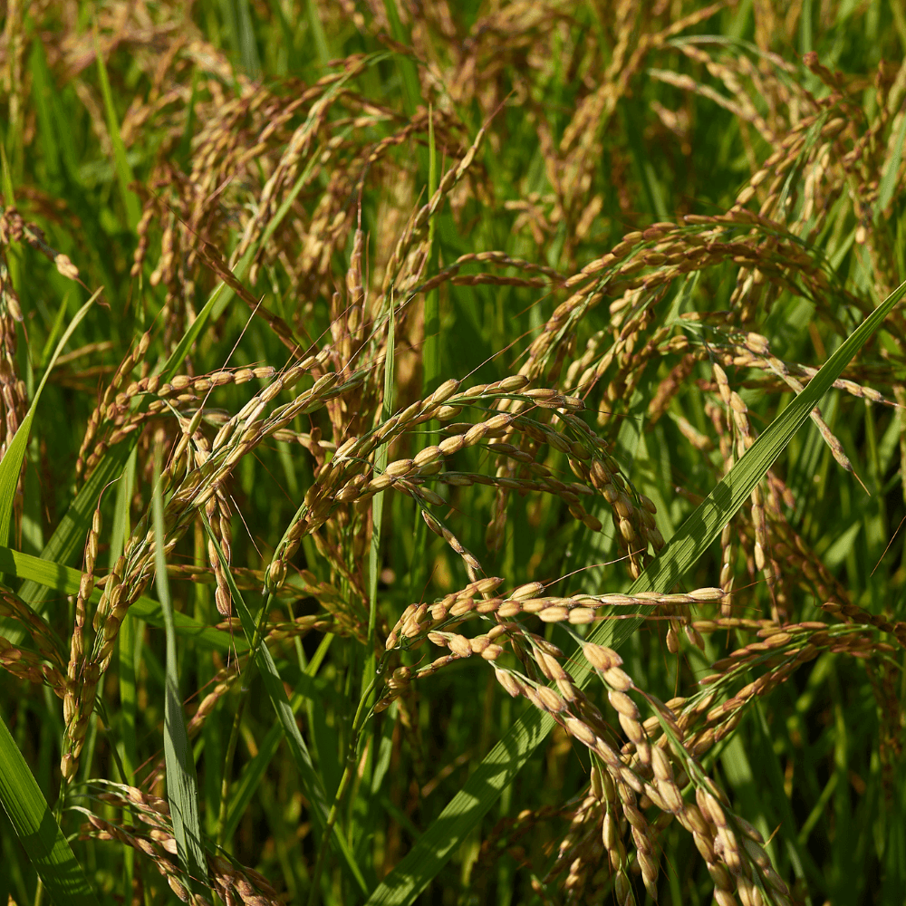 Basmati rice Seeds