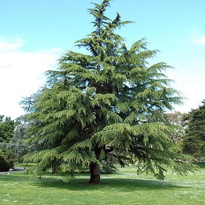 Himalayan Deodar Cedar Seeds (Cedrus deodara) — product photo 15