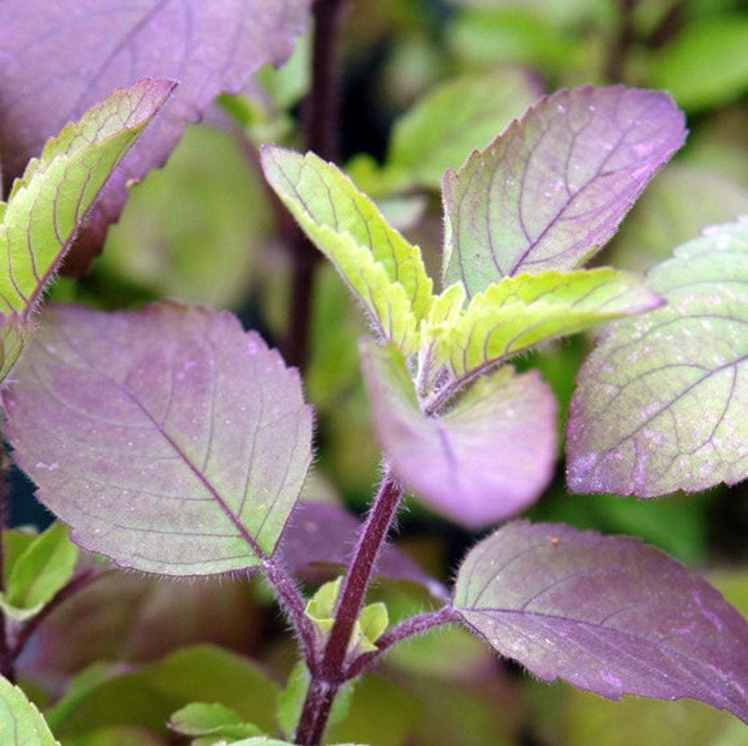 Krishna Tulsi, Tulsi (Black) Seeds — product photo 11