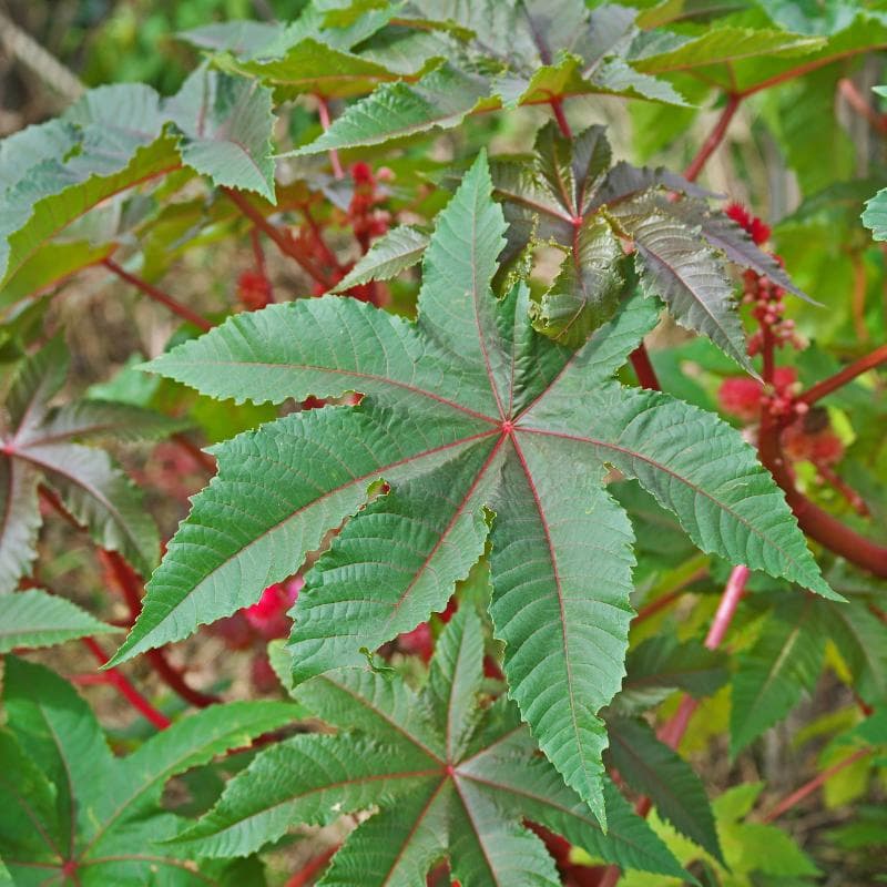Castor bean Seeds — product photo 8