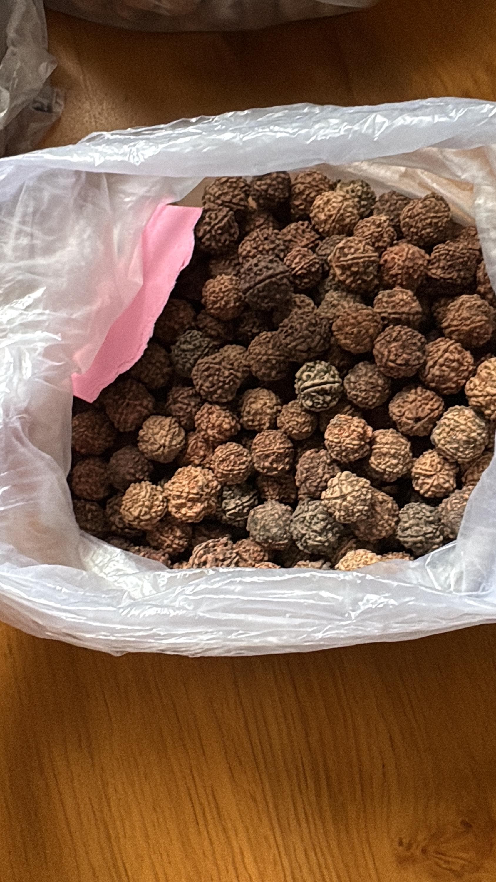 Elaeocarpus Ganitrus, Rudraksha tree Seeds — product photo 14