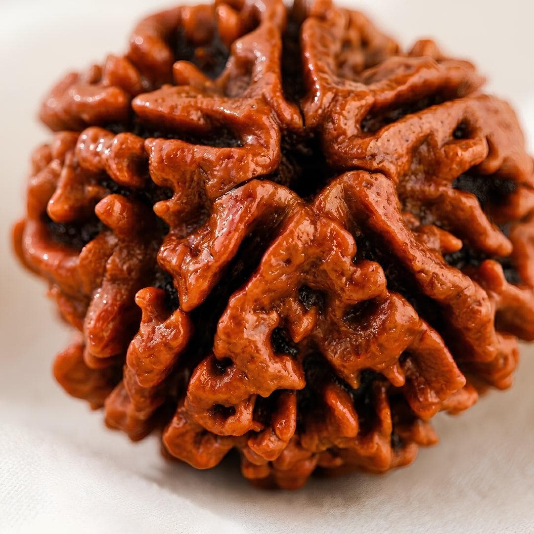 Elaeocarpus Ganitrus, Rudraksha tree Seeds — product photo 15