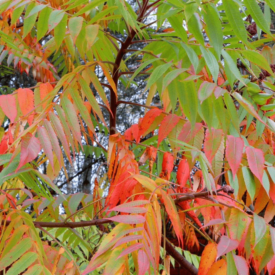 Ailanthus Excelsa, Mahaneem Seeds