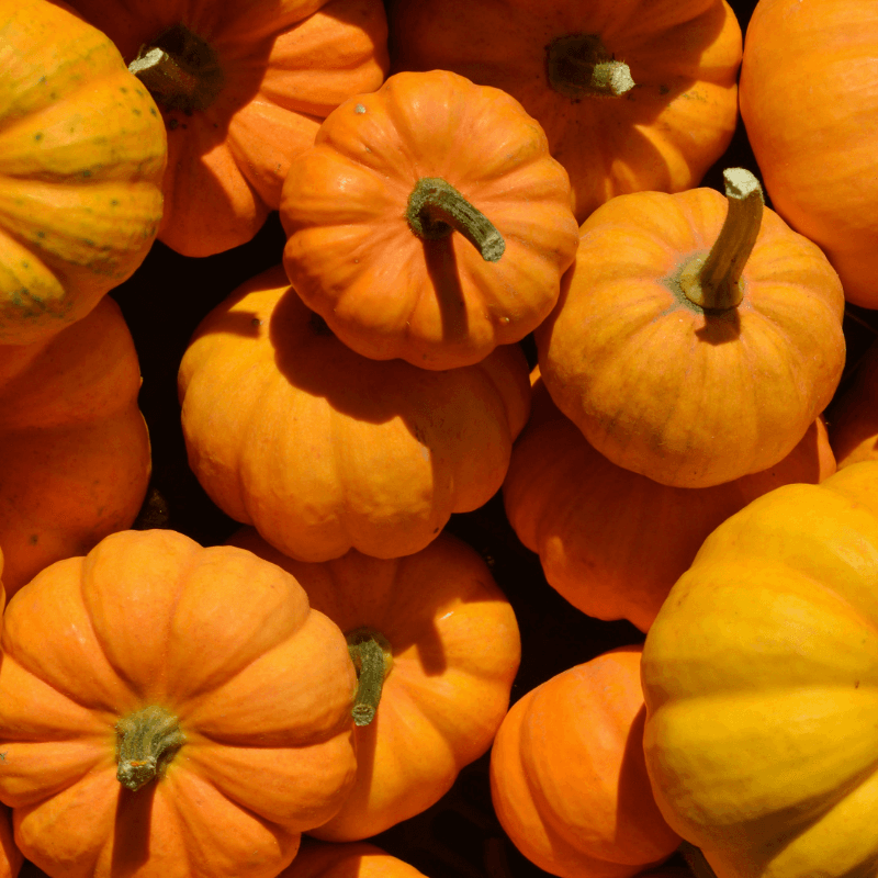 Orange pumpkin Seeds