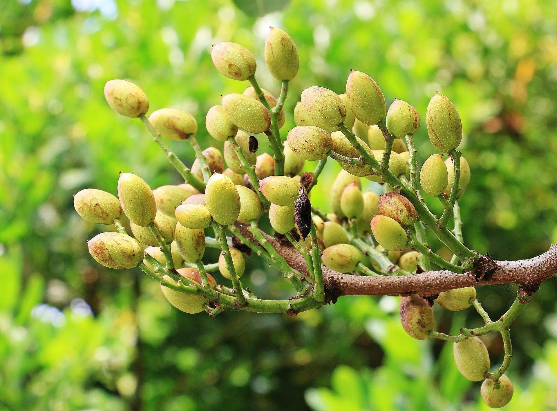 Pistachio Vera Seeds — product photo 11