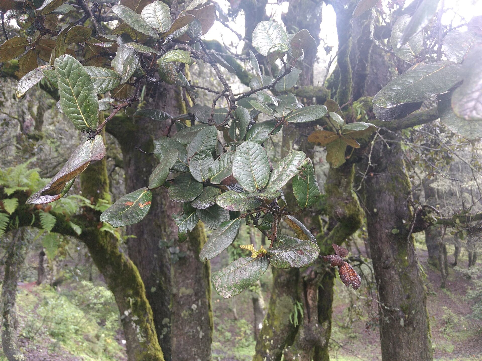 Quercus semecarpifolia Kharsu Oak Seeds