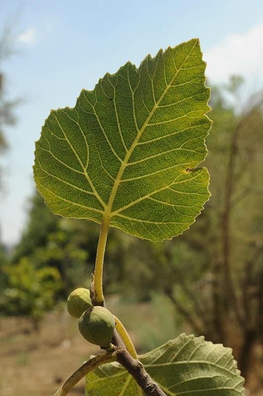 Himalayan Fig, Punjab fig Seeds — product photo 13