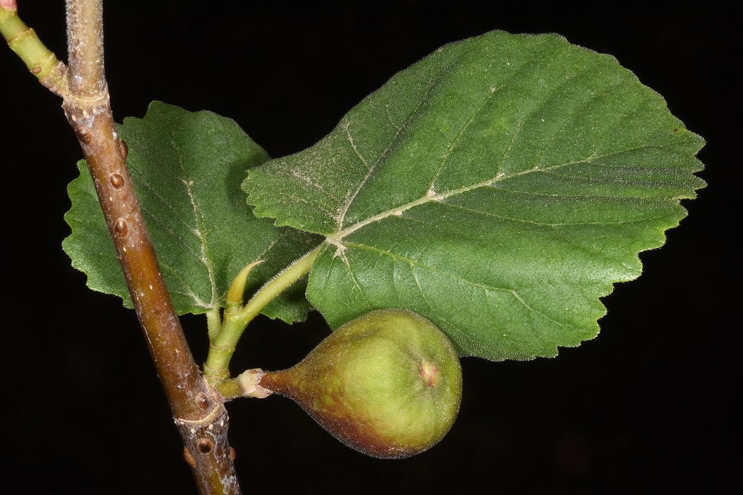 Himalayan Fig, Punjab fig Seeds — product photo 12