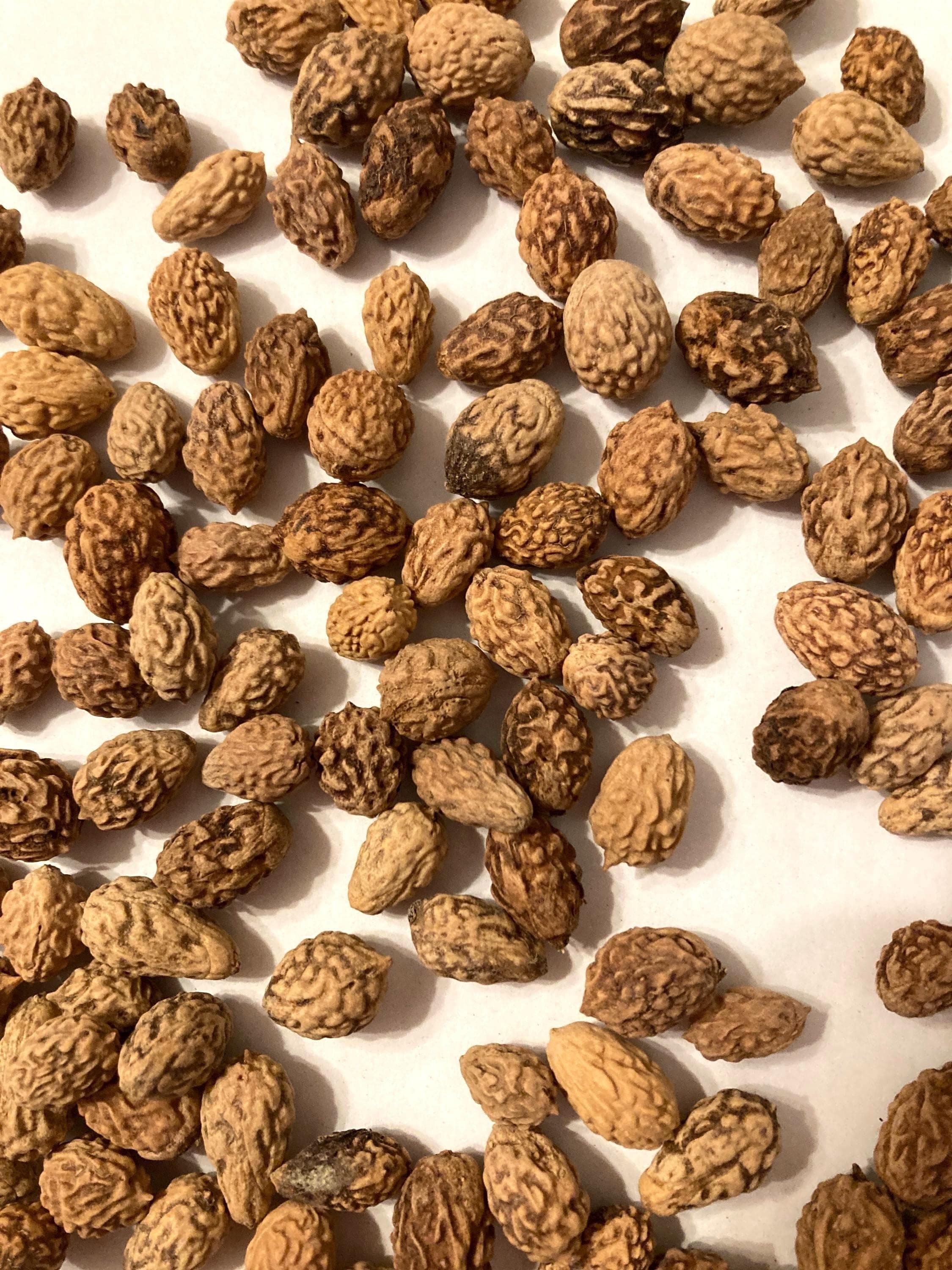 Red date, Chinese date, Ziziphus Seeds — product photo 12
