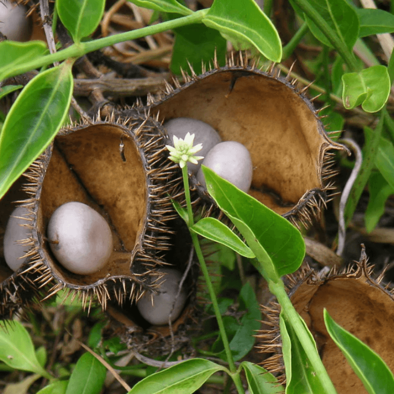 Grey nicker, Nicker bean Seeds