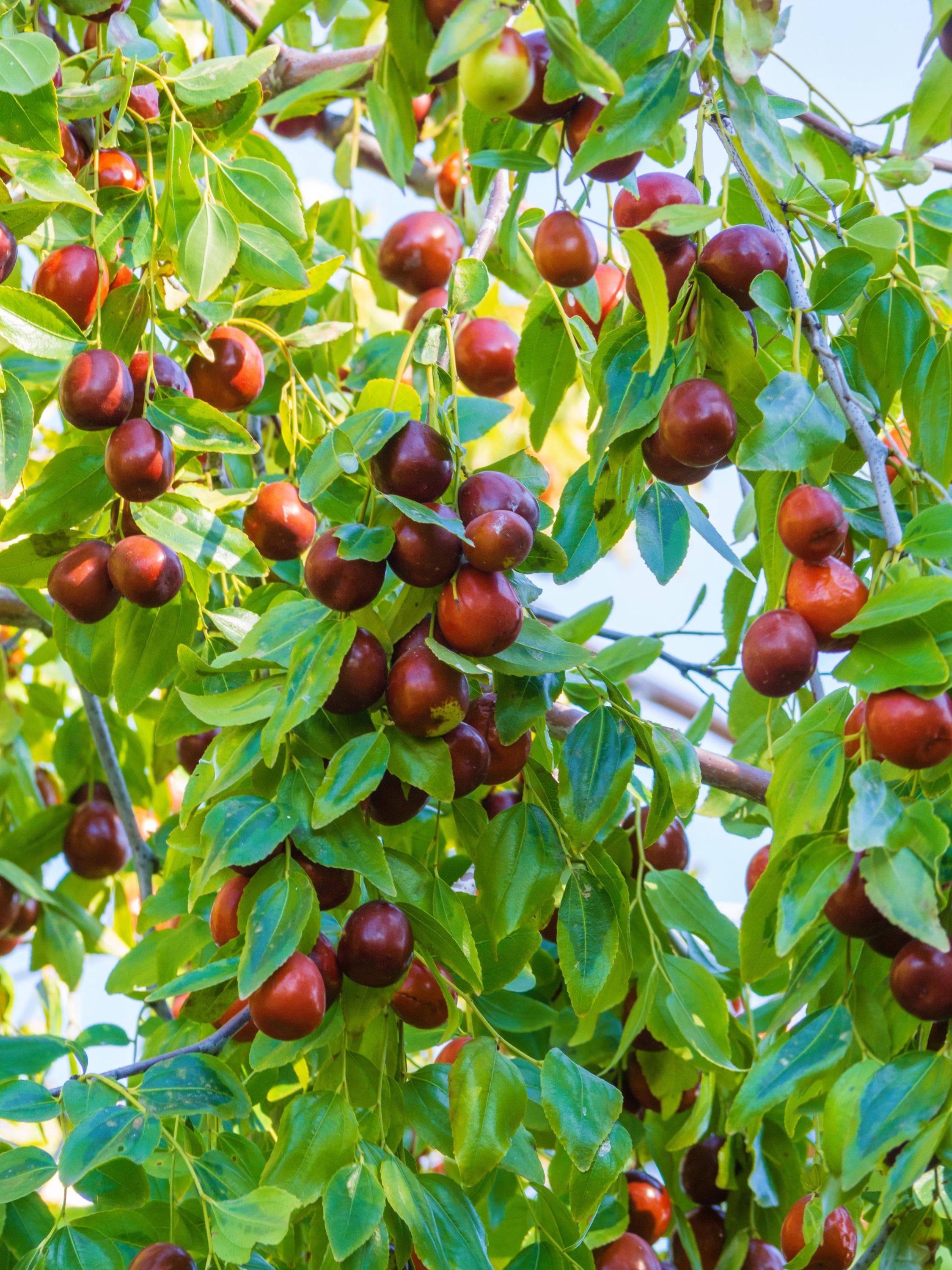 Red date, Chinese date, Ziziphus Seeds — product photo 2