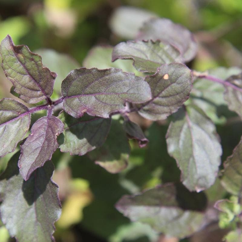 Krishna Tulsi, Tulsi (Black) Seeds — product photo 4