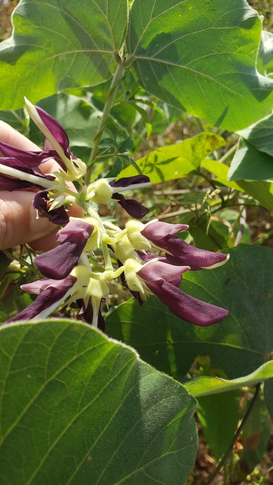 Mucuna pruriens, Velvet bean Seeds — product photo 12