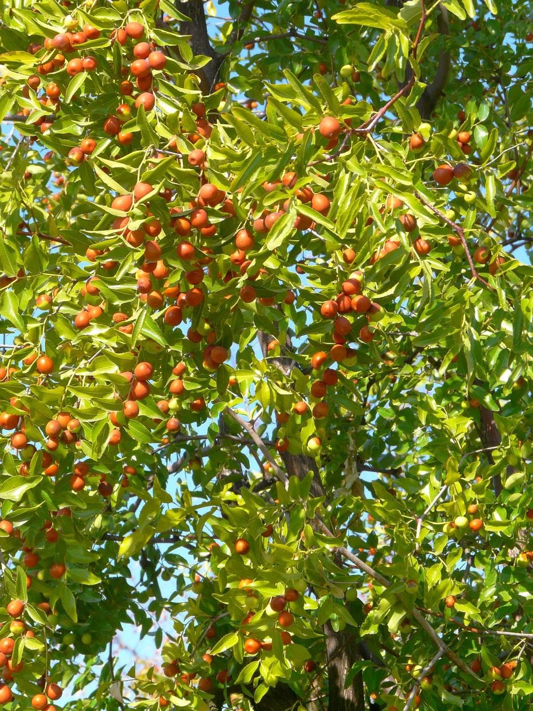 Red date, Chinese date, Ziziphus Seeds — product photo 19