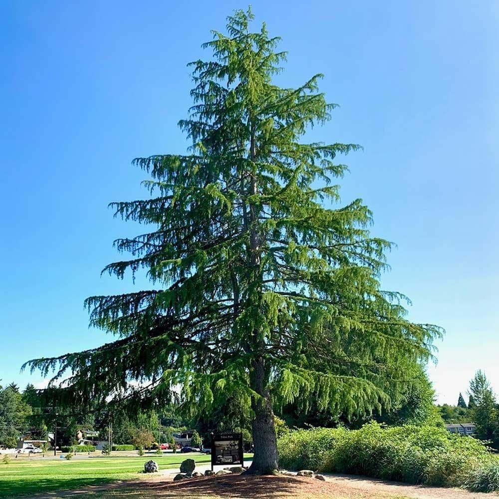 Himalayan Deodar Cedar Seeds (Cedrus deodara) — product photo 8