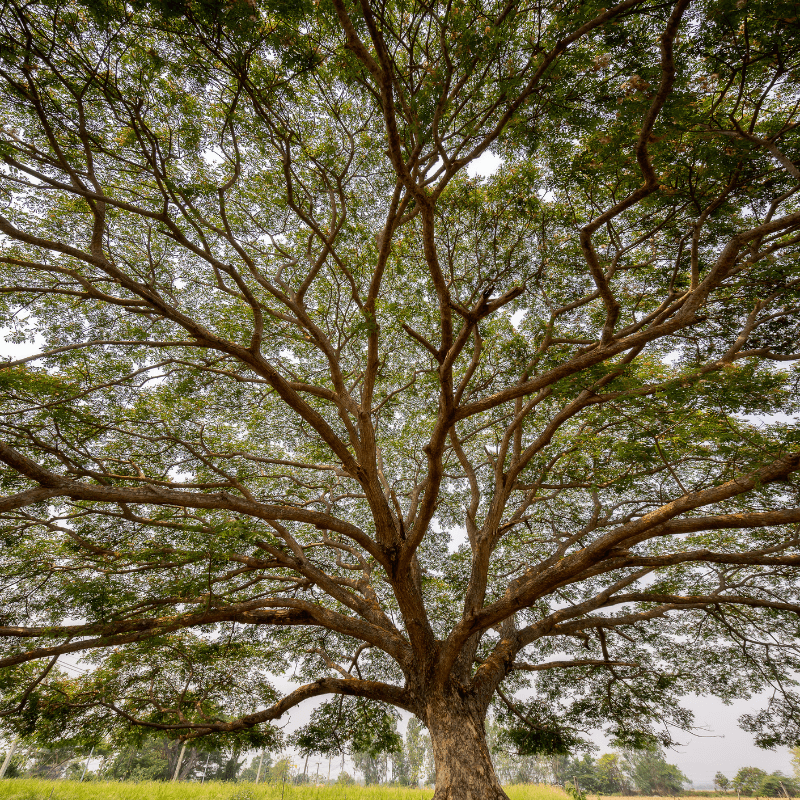 Samanea Saman, Albizia saman, Rain Tree Seeds