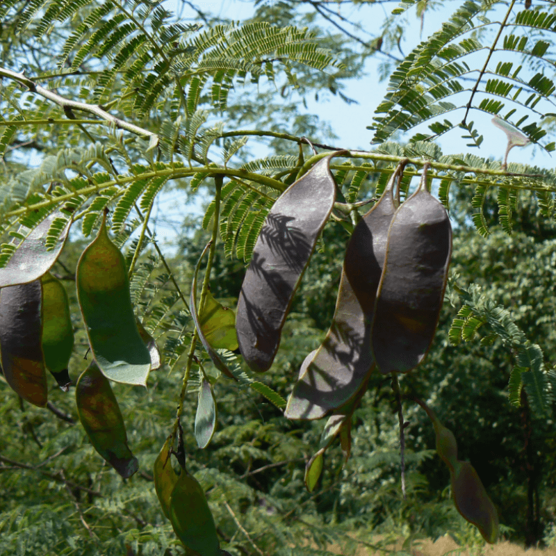 Senegalia Catechu, Khair, catechu, cachou, cutchtree, black cutch Seeds