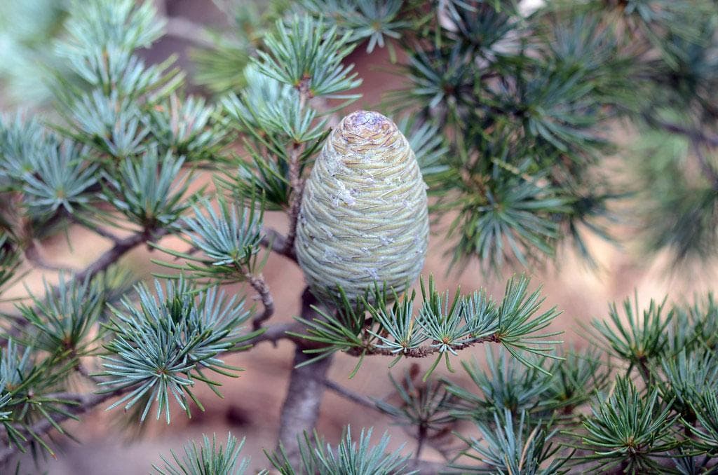 Himalayan Deodar Cedar Seeds (Cedrus deodara) — product photo 18