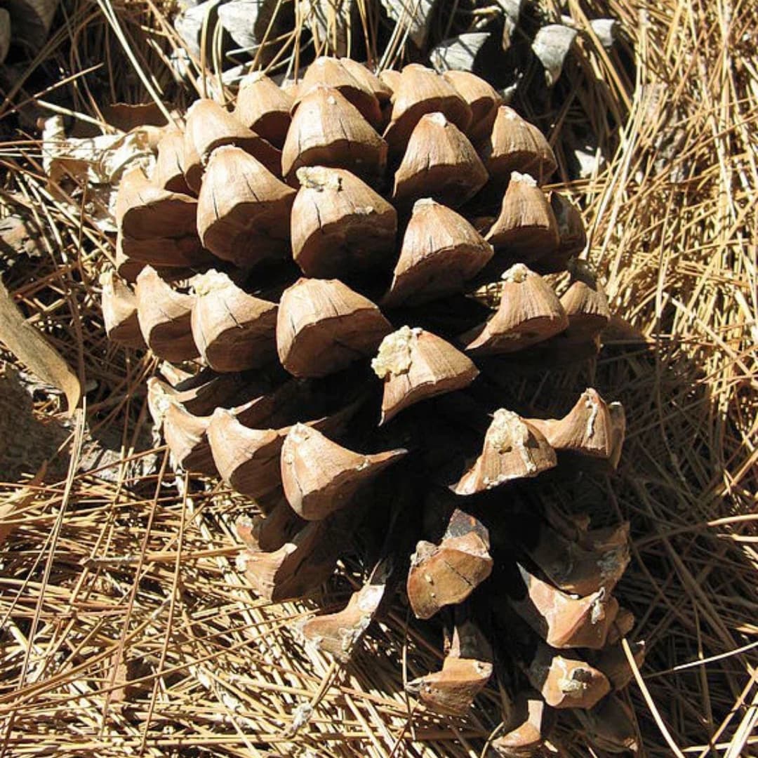 Roxburghii pine big cones Seeds