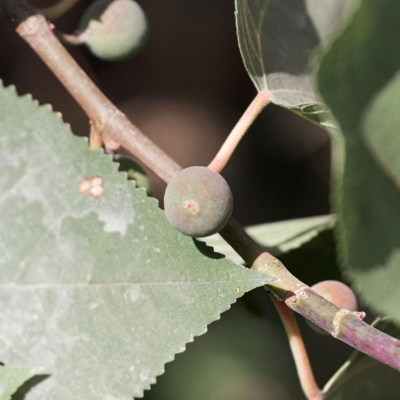 Himalayan Fig, Punjab fig Seeds — product photo 8