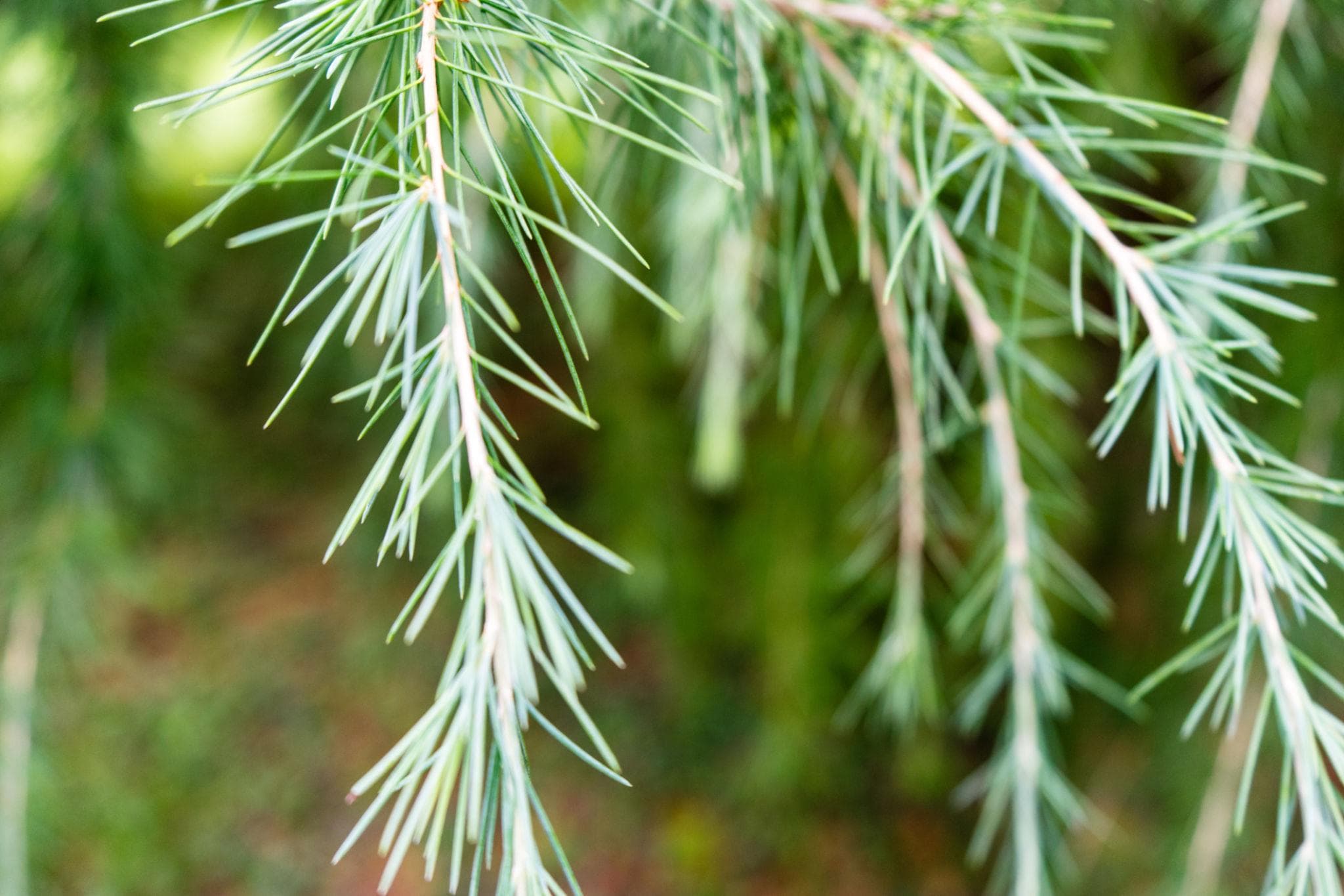 Himalayan Deodar Cedar Seeds (Cedrus deodara) — product photo 19