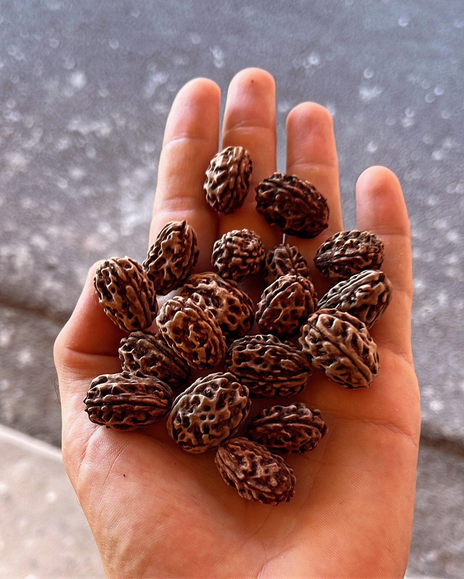 Elaeocarpus Ganitrus, Rudraksha tree Seeds — product photo 4