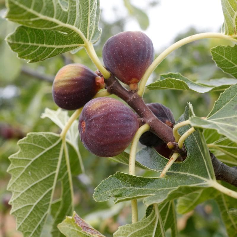Himalayan Fig, Punjab fig Seeds — product photo 3