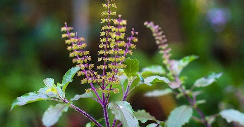 Krishna Tulsi, Tulsi (Black) Seeds — product photo 6