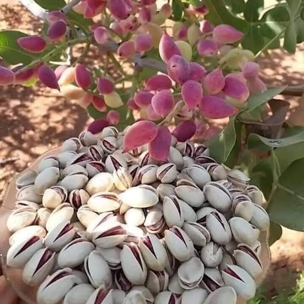 Pistachio Vera Seeds — product photo 10