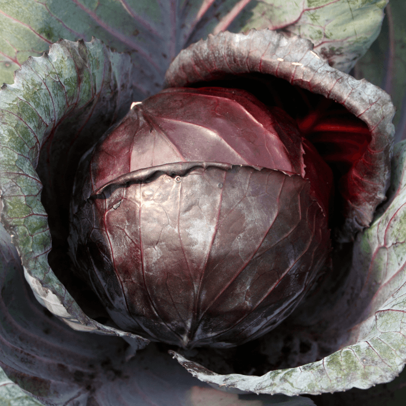 Cabbage red Seeds
