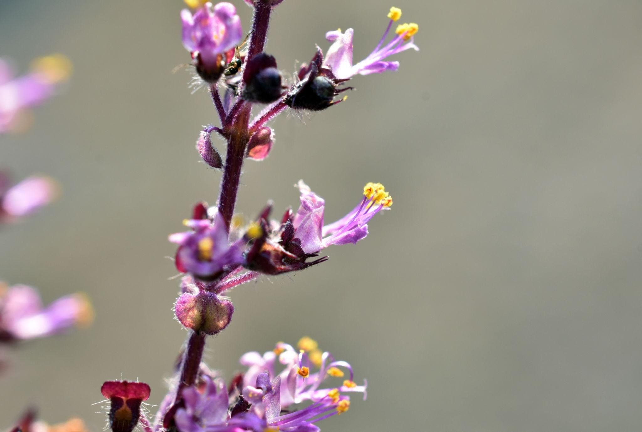 Krishna Tulsi, Tulsi (Black) Seeds — product photo 10