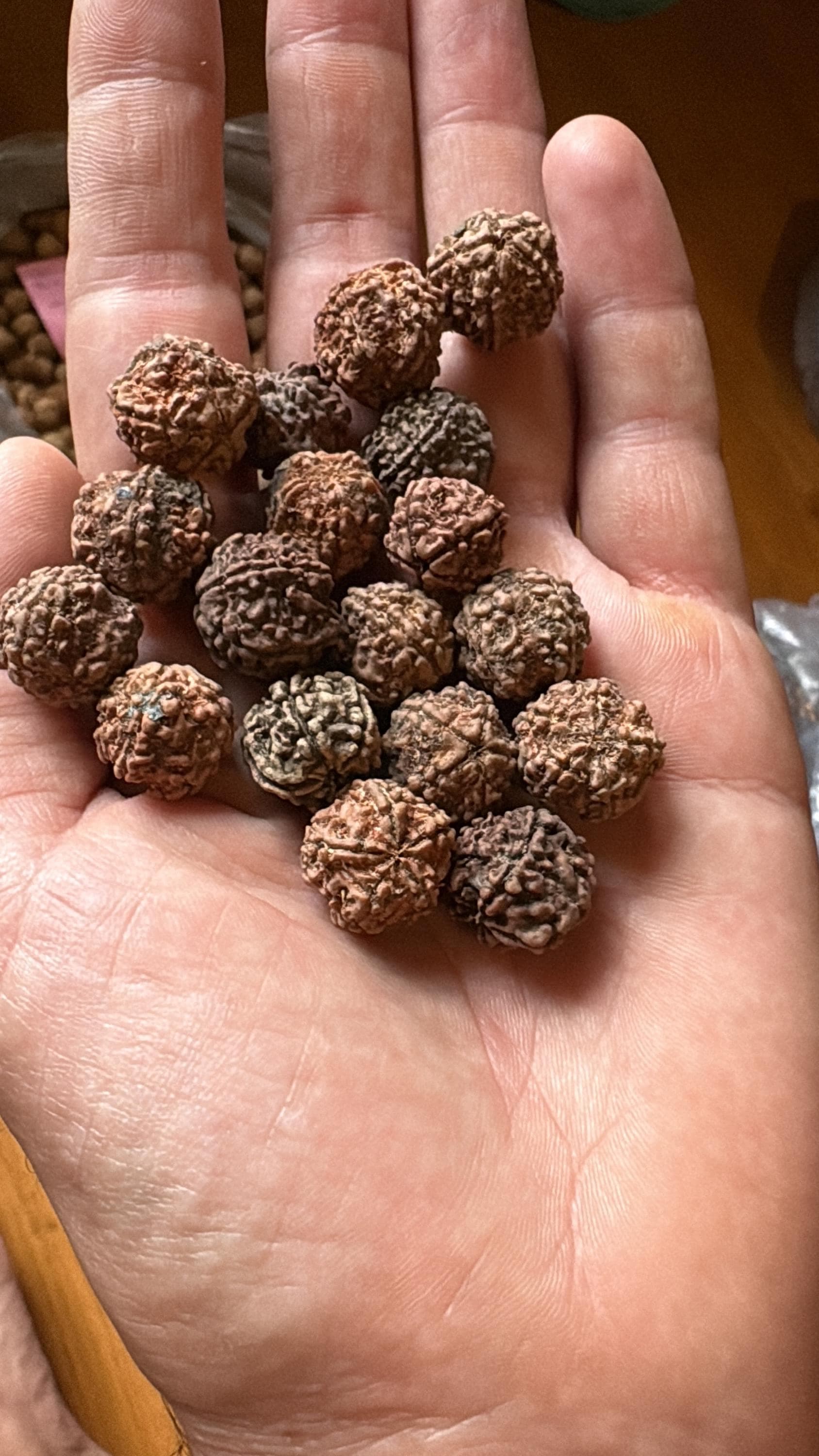 Elaeocarpus Ganitrus, Rudraksha tree Seeds — product photo 2