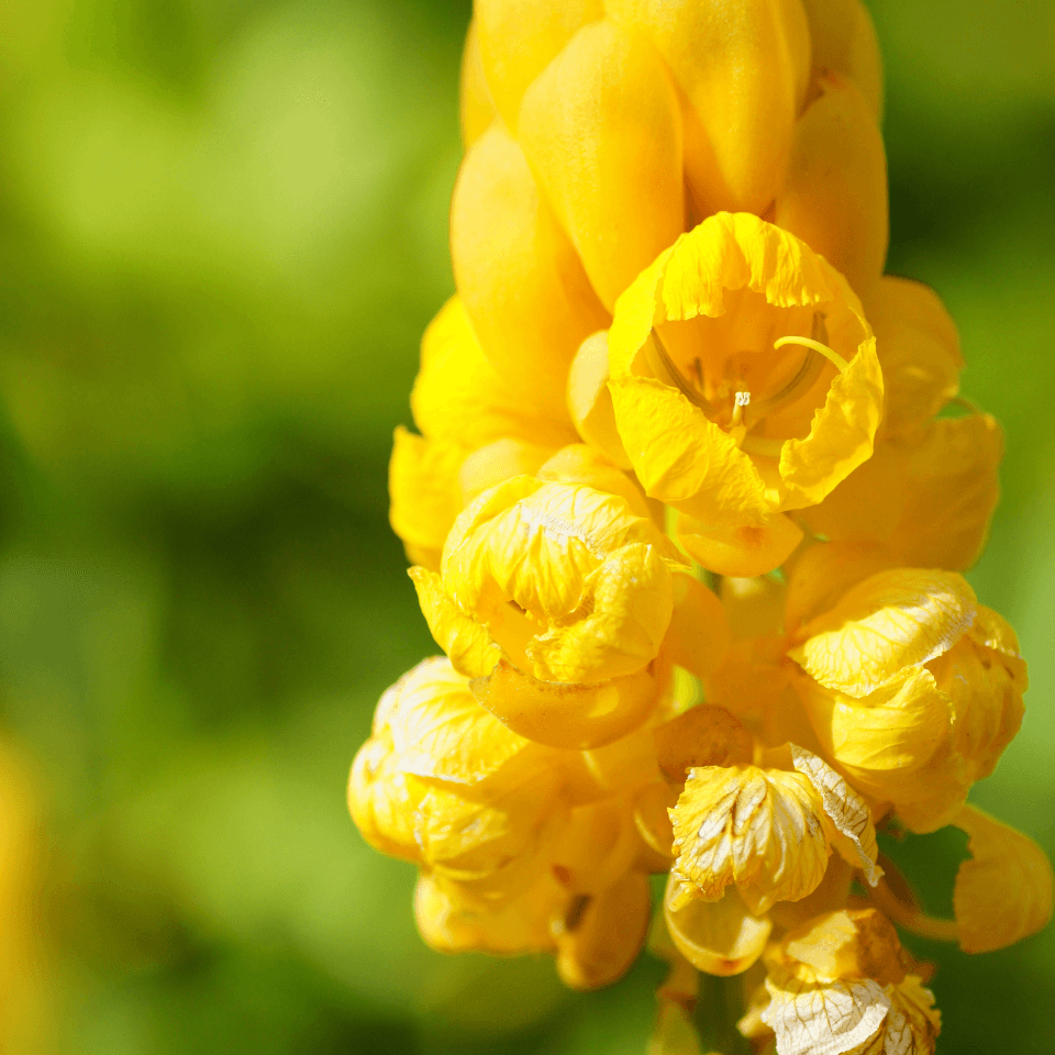 Cassia Siamea, Kased, yellow cassia Seeds
