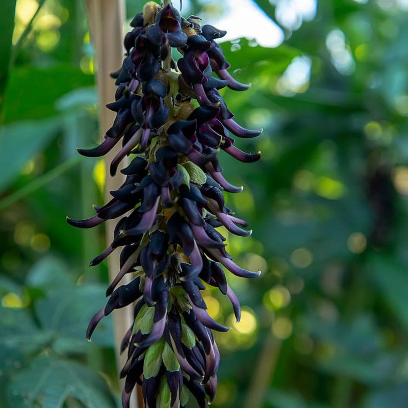 Mucuna pruriens, Velvet bean Seeds — product photo 3