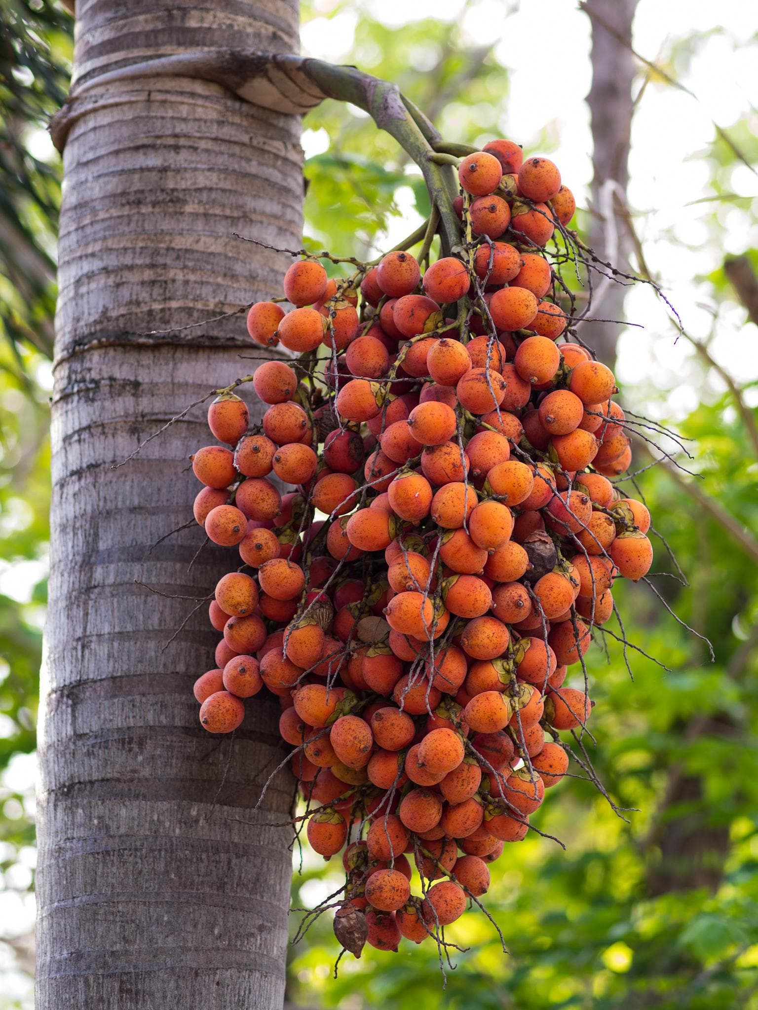 Betel nuts, Areca palm Seeds