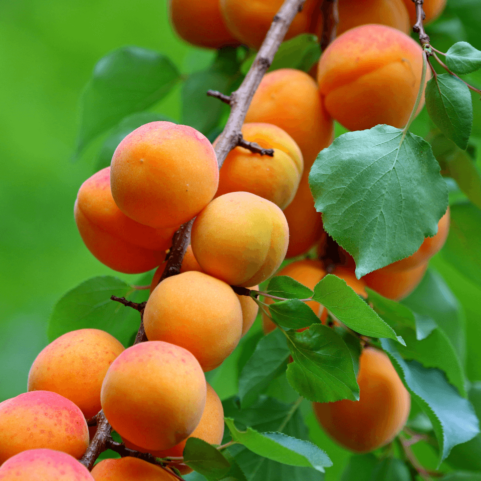 Himalayan apricot Seeds