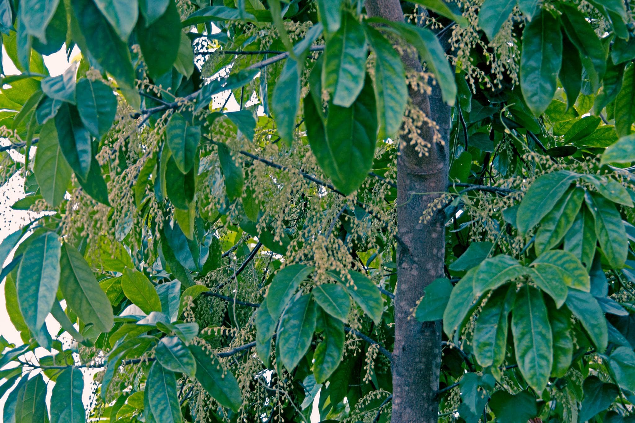 Elaeocarpus Ganitrus, Rudraksha tree Seeds — product photo 19