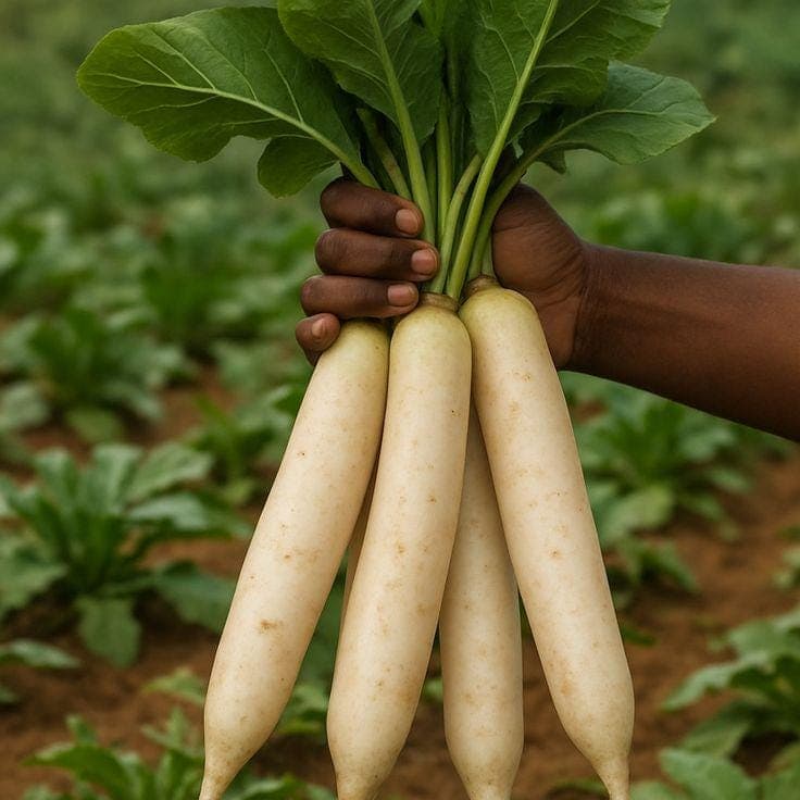 Radish Palak Patta Seeds